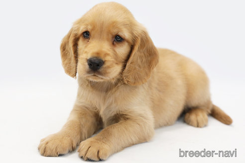 成約済の神奈川県のミックス犬-329110の2枚目